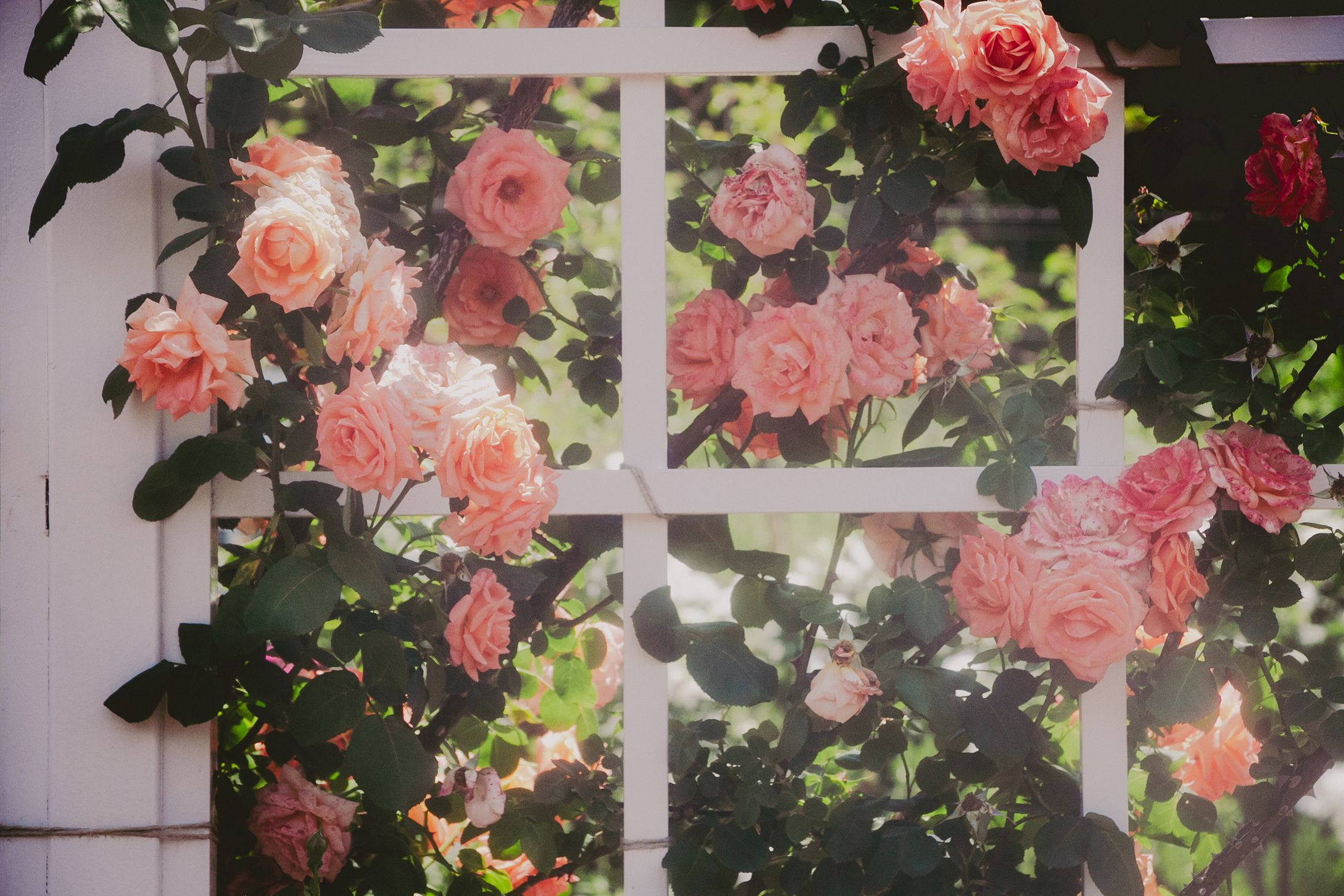 Spring Roses in 2024-1