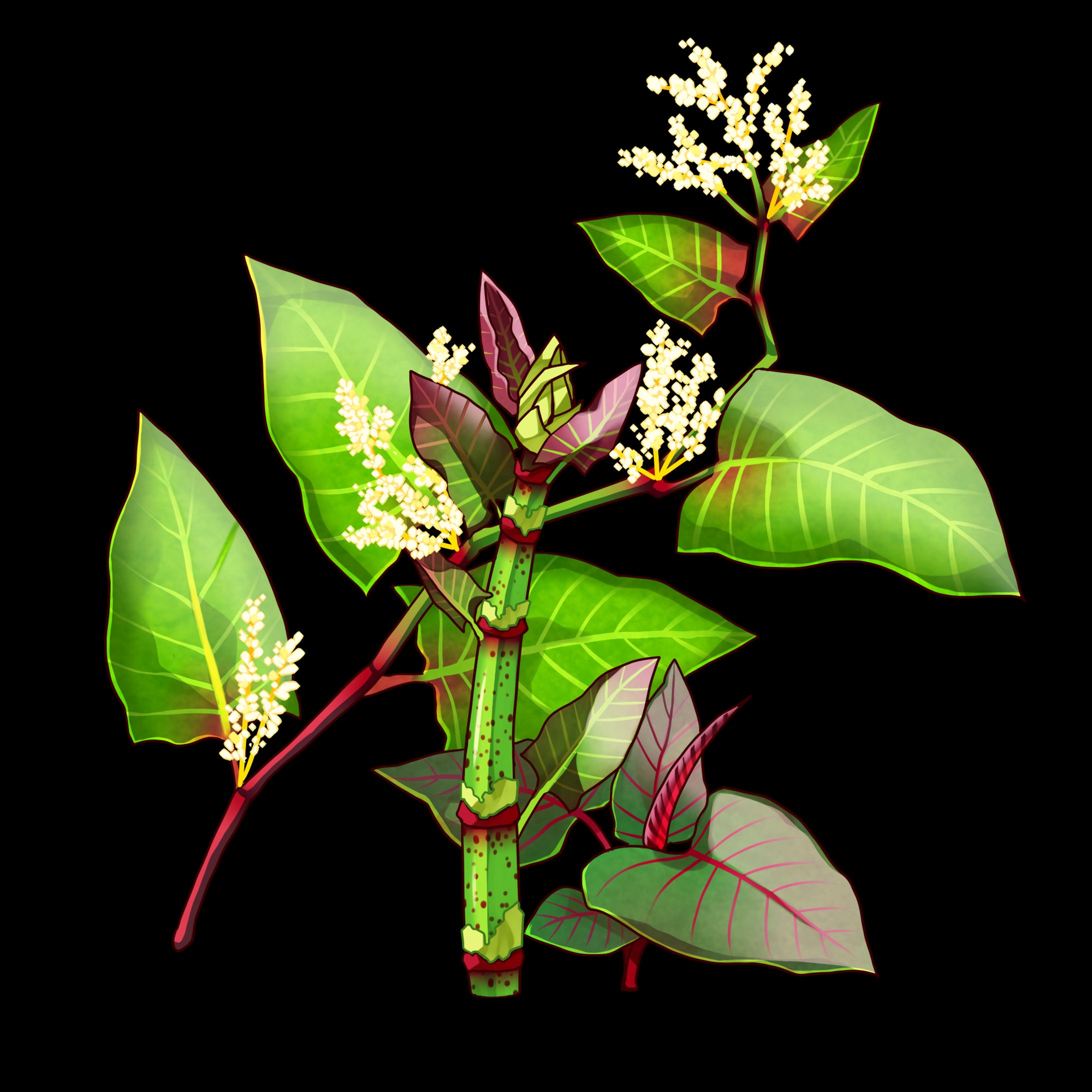 野草イラスト2-1