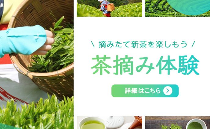 バナー_茶摘み体験
