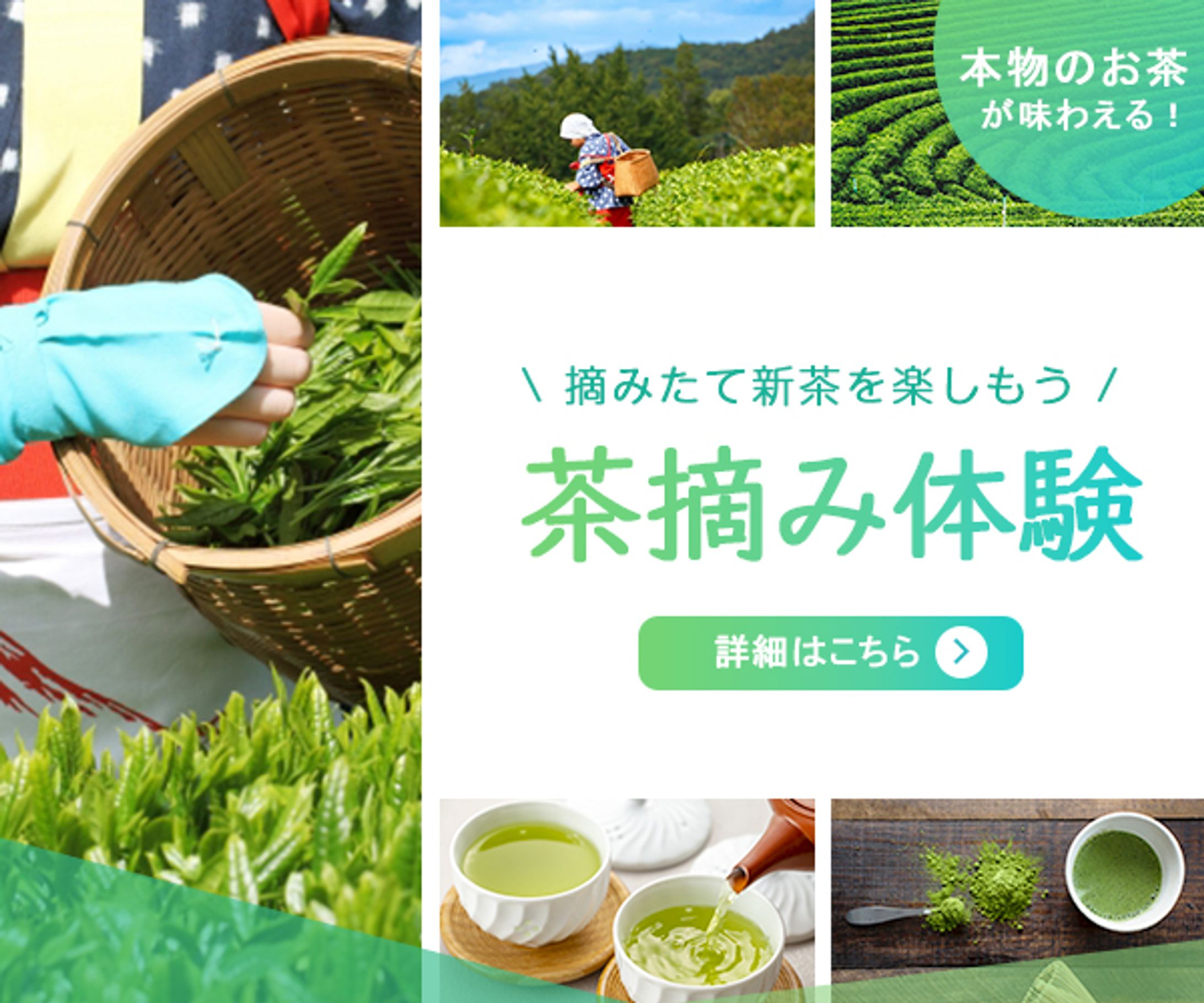 バナー_茶摘み体験-1
