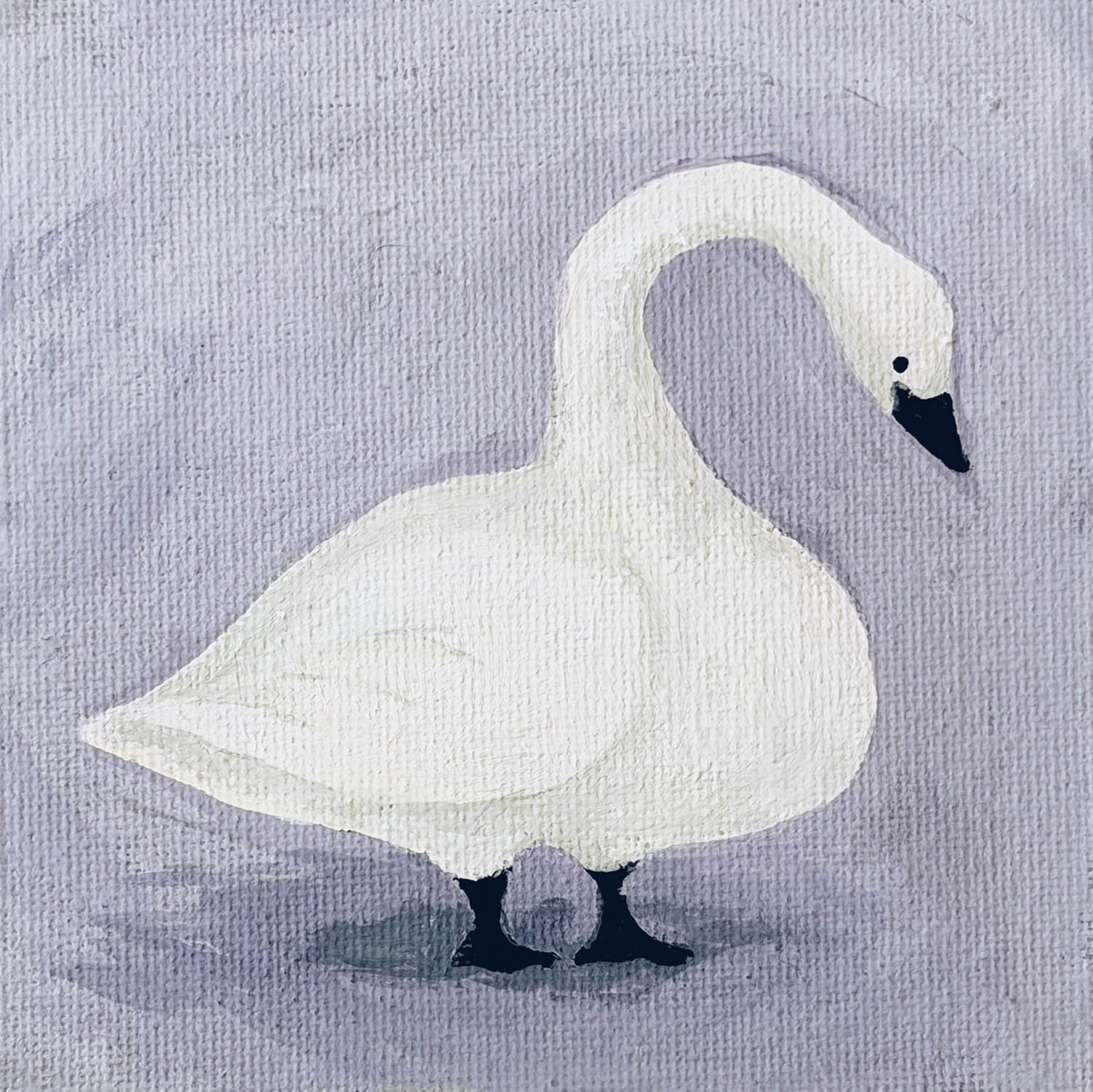 🦢白鳥｜The Swan-1