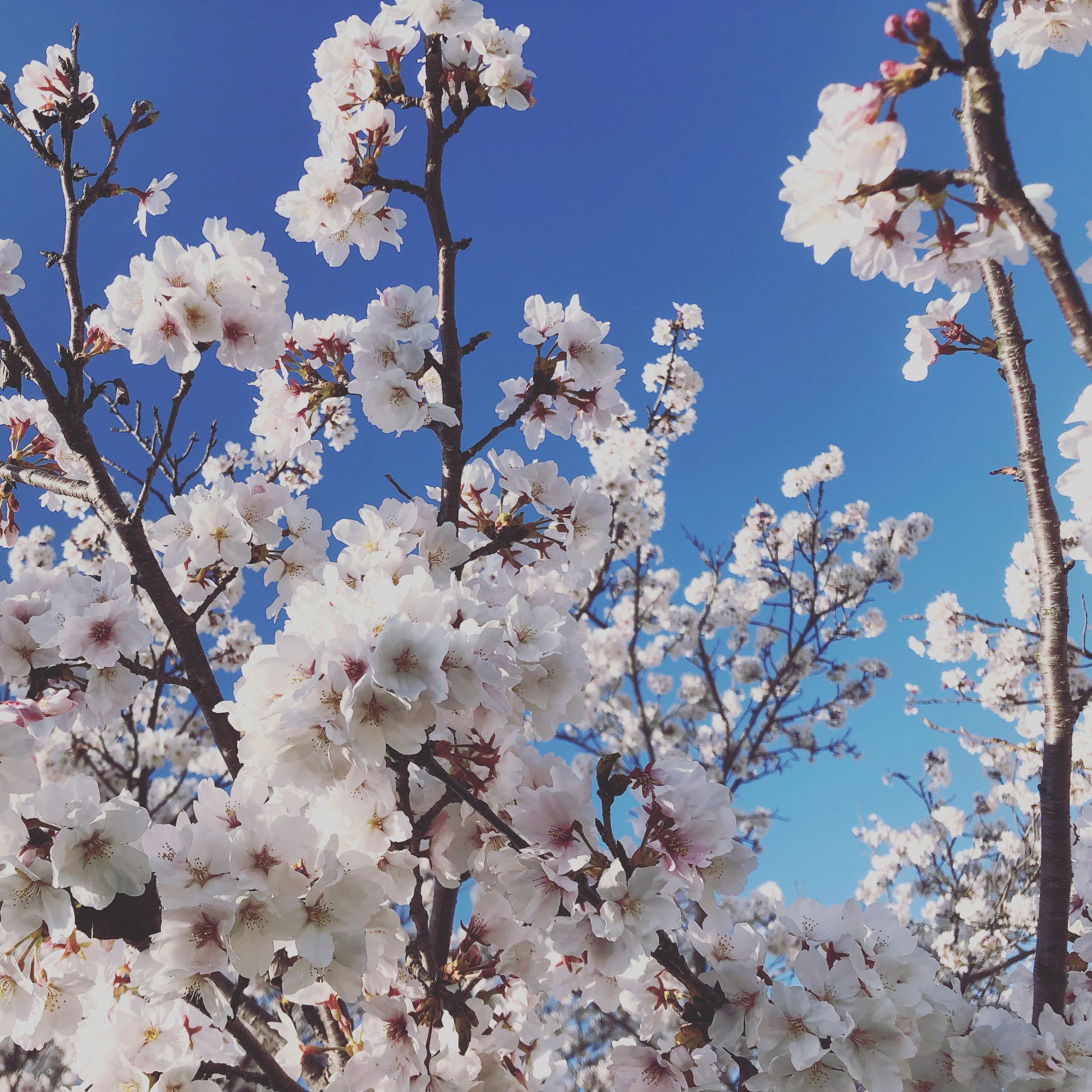 ［maŸUko個人］撮影「青空と桜」-1