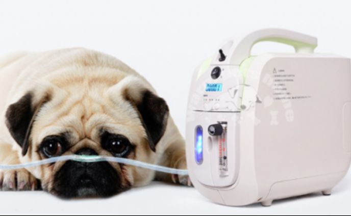 動物用医療機器の世界市場：産業分析、市場規模、競合環境、現状と展望2024-2030