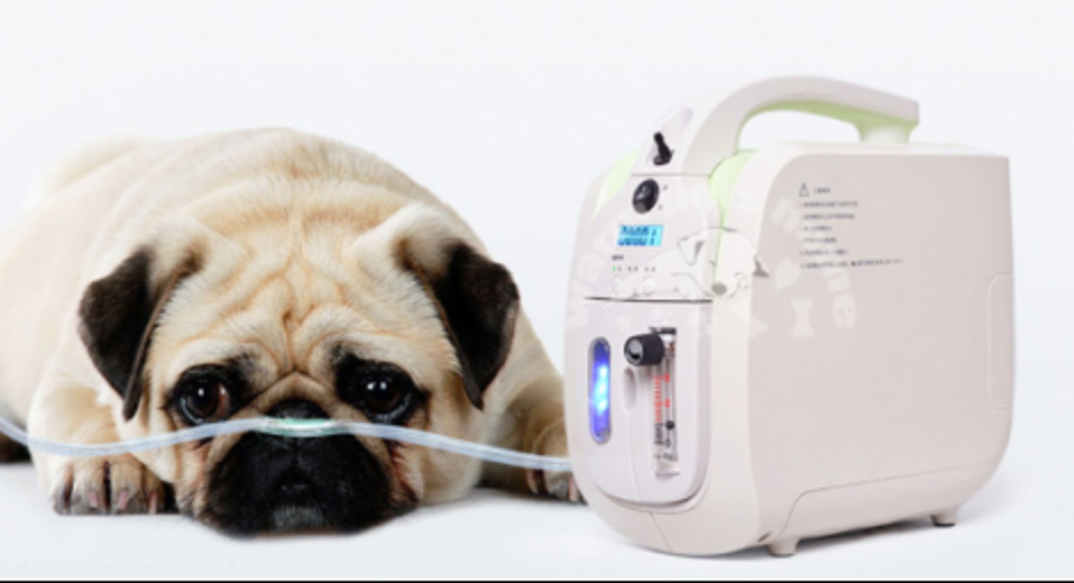 動物用医療機器の世界市場：産業分析、市場規模、競合環境、現状と展望2024-2030-1