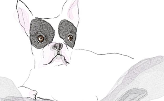 #illustration #frenchbulldog #フレンチブルドッグ