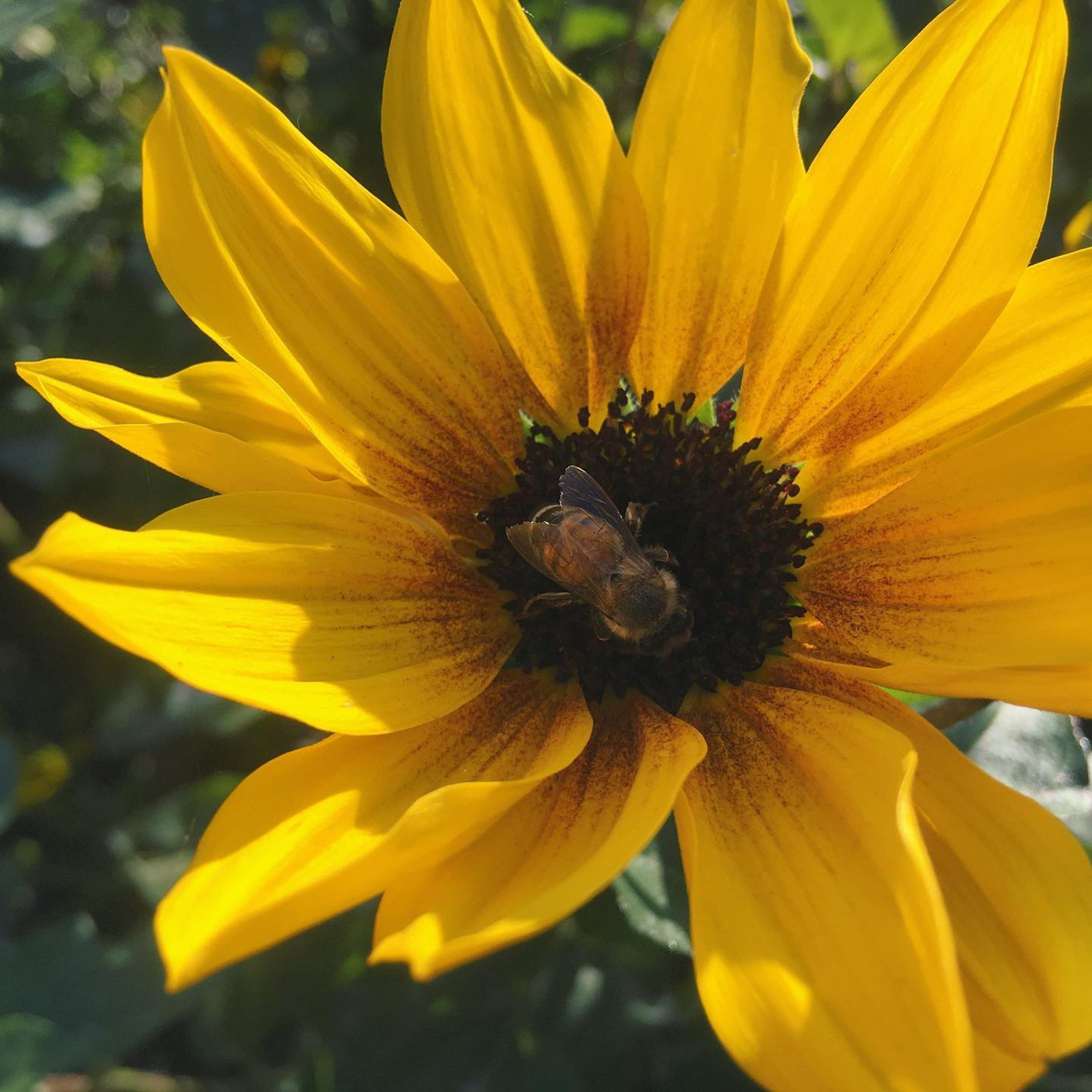 蜜集め

#花 #ミツバチ #自然 #黄色 #昆虫 #植物 #ファインター越しの私の世界 #秋 #flower #honeybee #yellow #insect-1