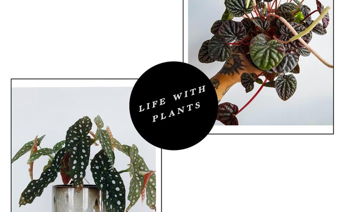 大人のLIFE STYLE　Bunner