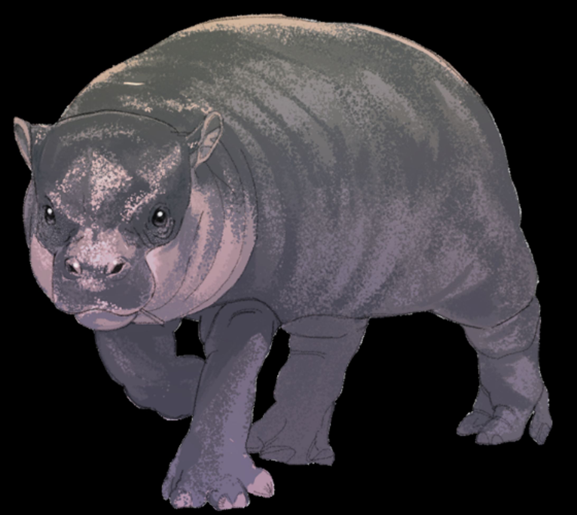 カバのこ-1