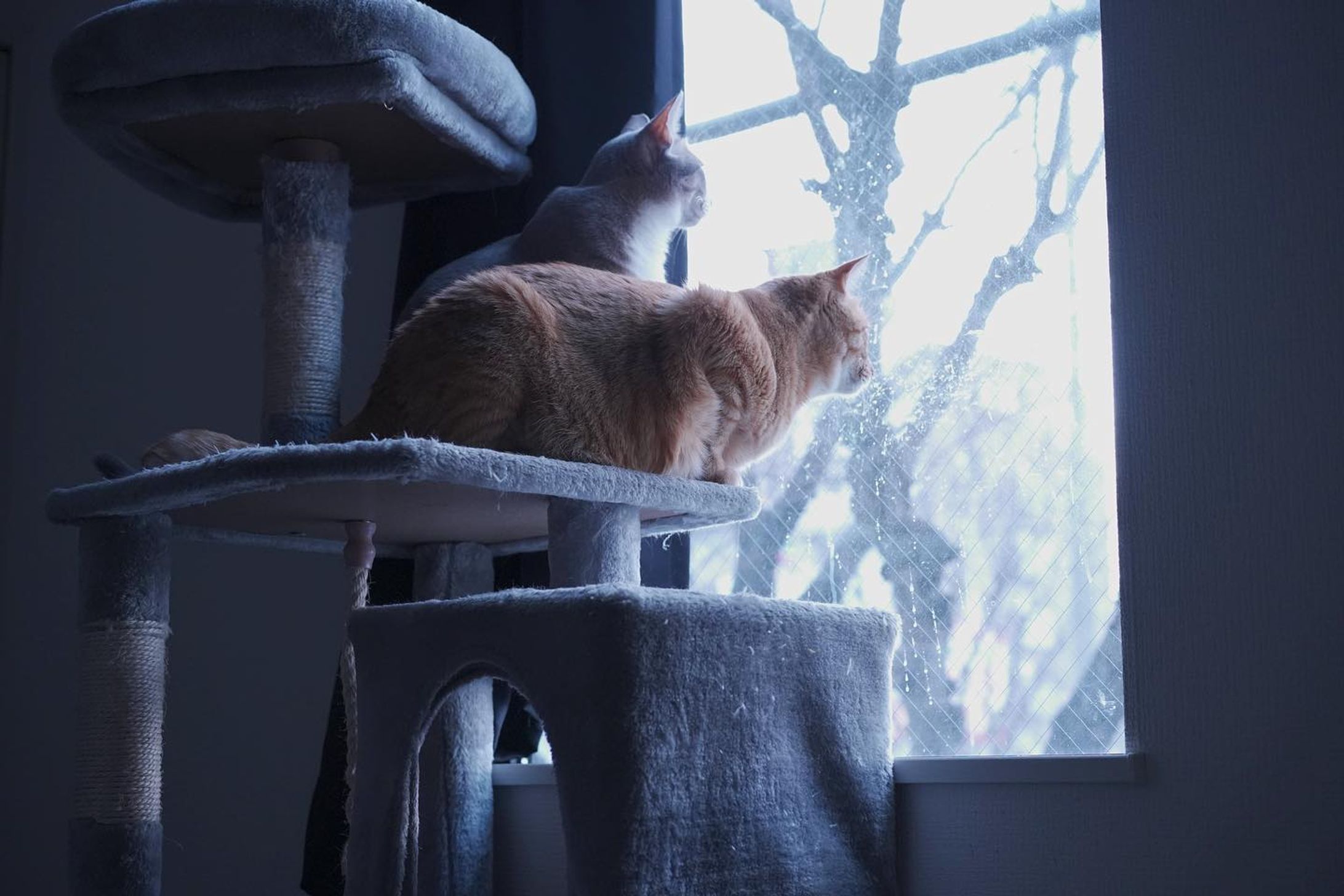 みつばとやなぎ

珍しく雪が降っていて一緒に外を眺めている
保護団体様のシェルター時代からの仲なのでいつも一緒🐈🐈‍⬛

レンズ: Sonnar T* FE 55mm F1.8 ZA 
ISO:
F値:3.5
シャッタースピード:1/1000

#猫
#保護猫
#カメラ
#α7Ⅲ
#SONY
#福岡
#ポートレート
#撮影
#ボランティア
#動物愛護
#猫好きと繋がりたい-1