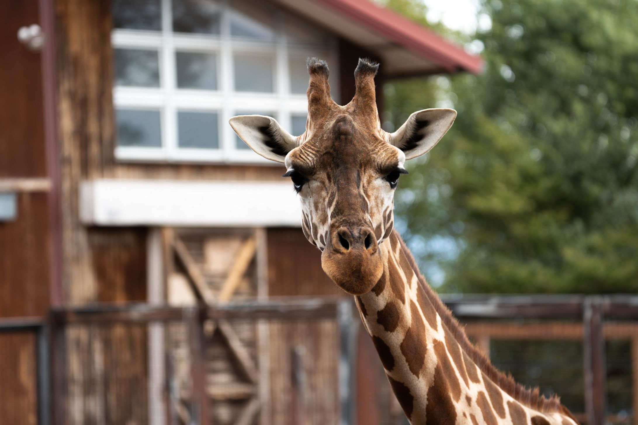 茶臼山動物園-1