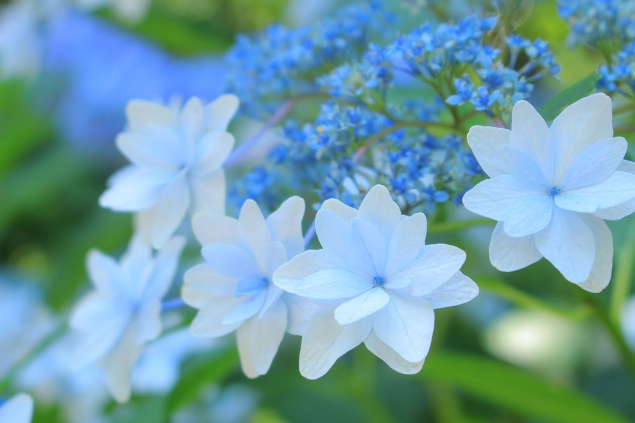 Flower-1