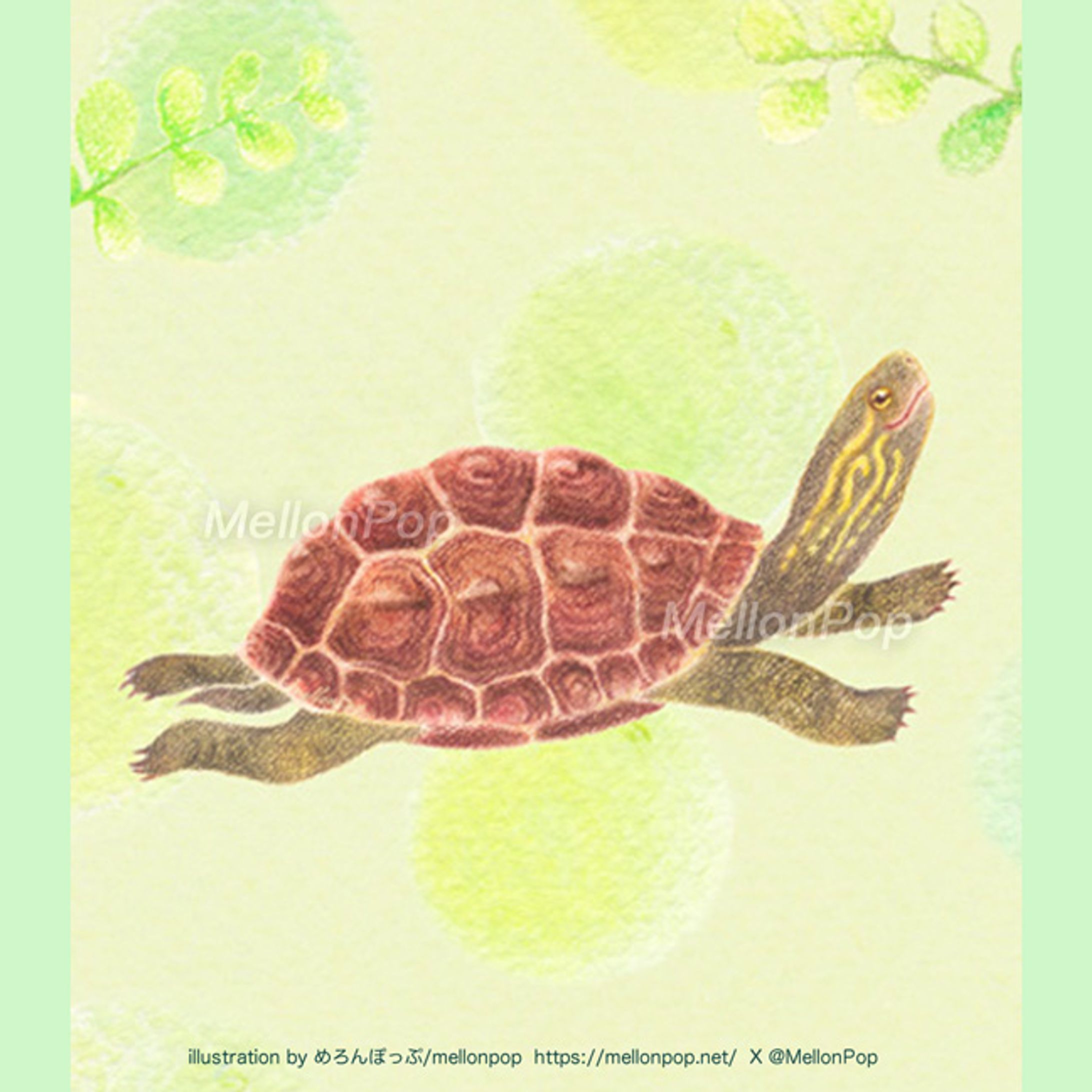 クサガメとやすらぎ-1
