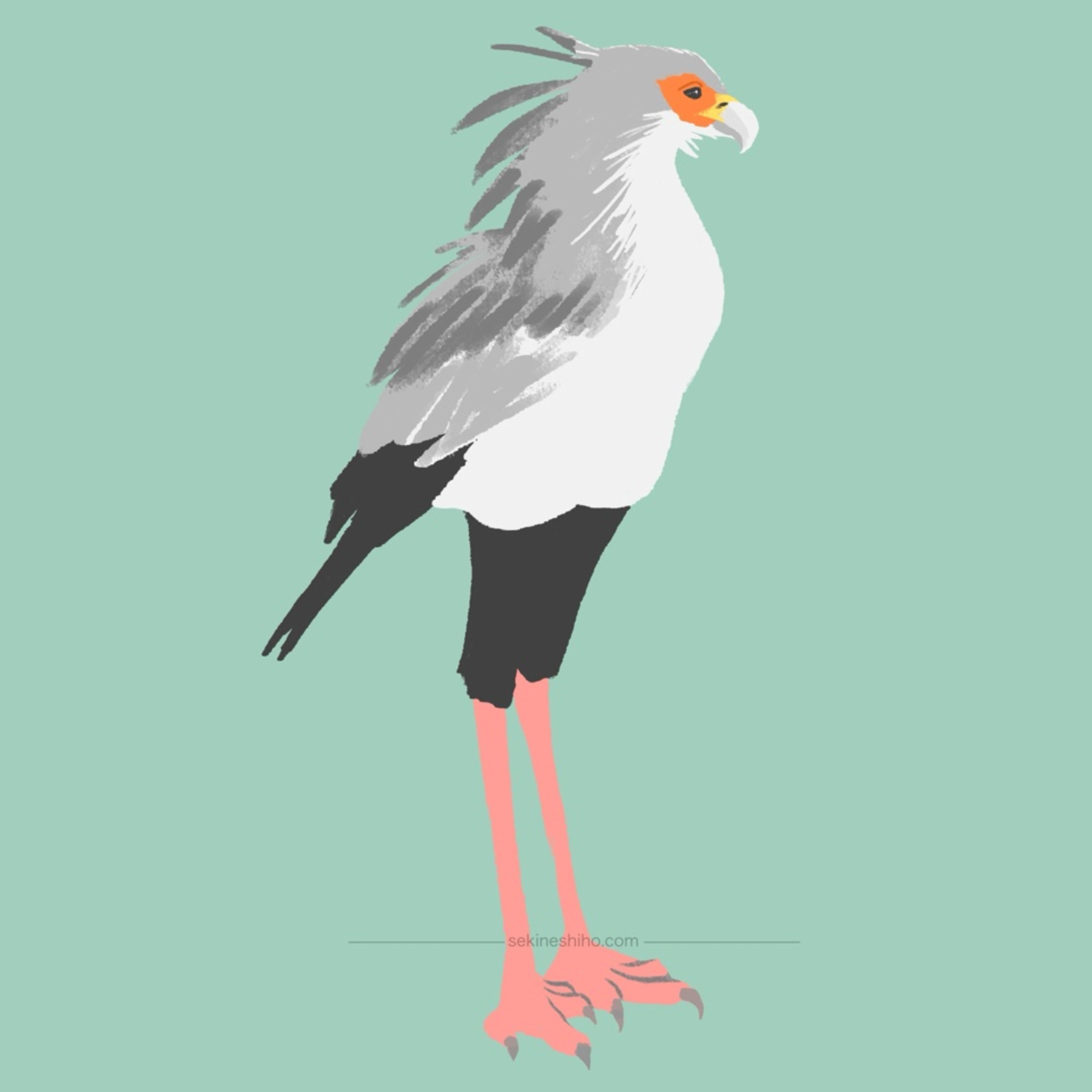動物イラスト「ヘビクイワシ」-1
