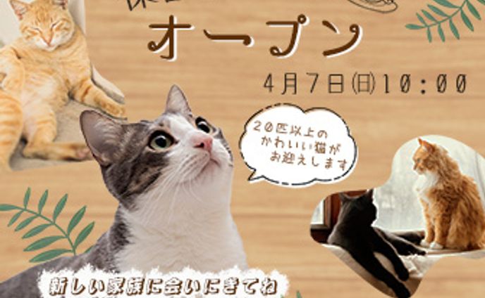 保護猫カフェのオープン告知