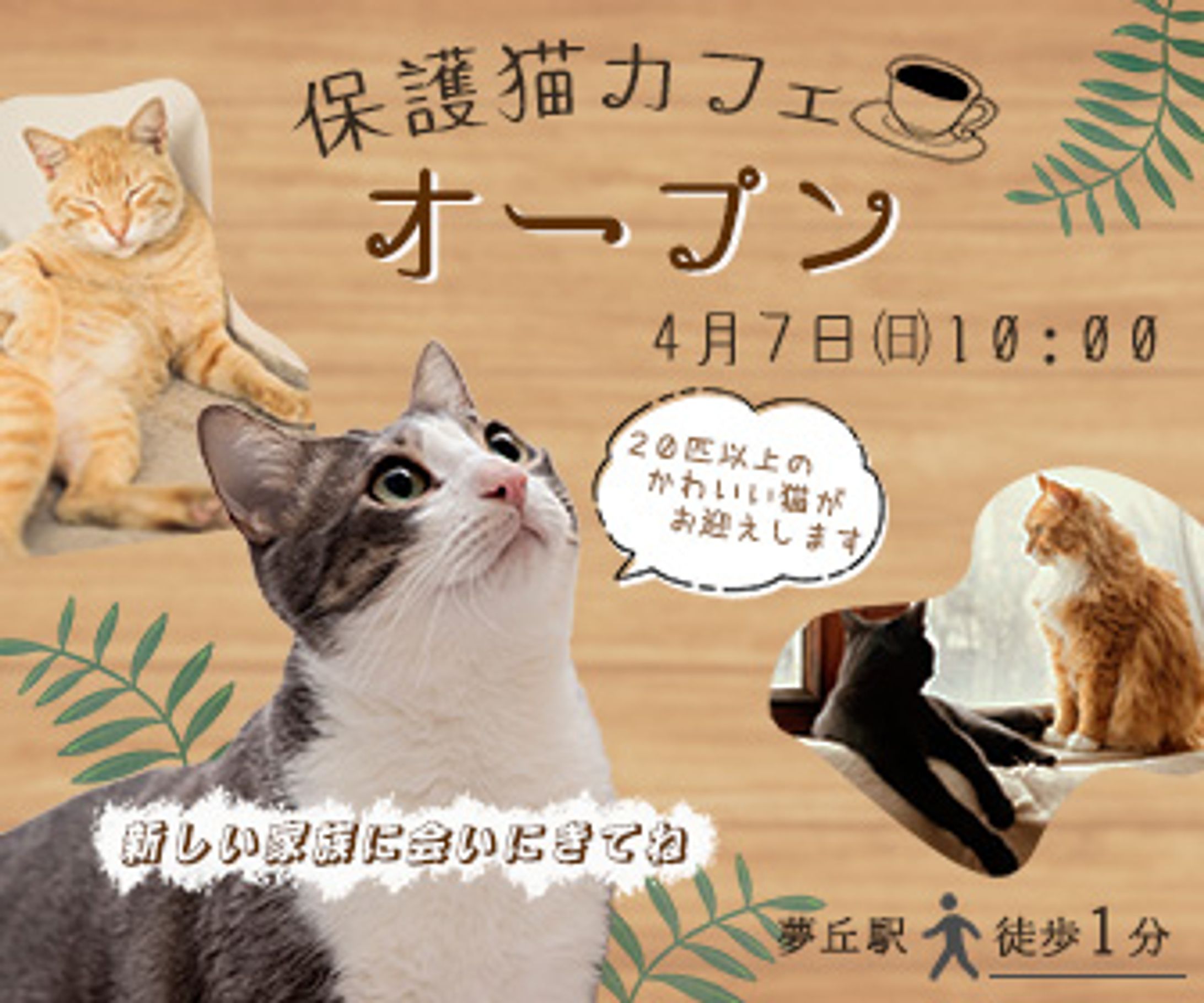 保護猫カフェのオープン告知-1