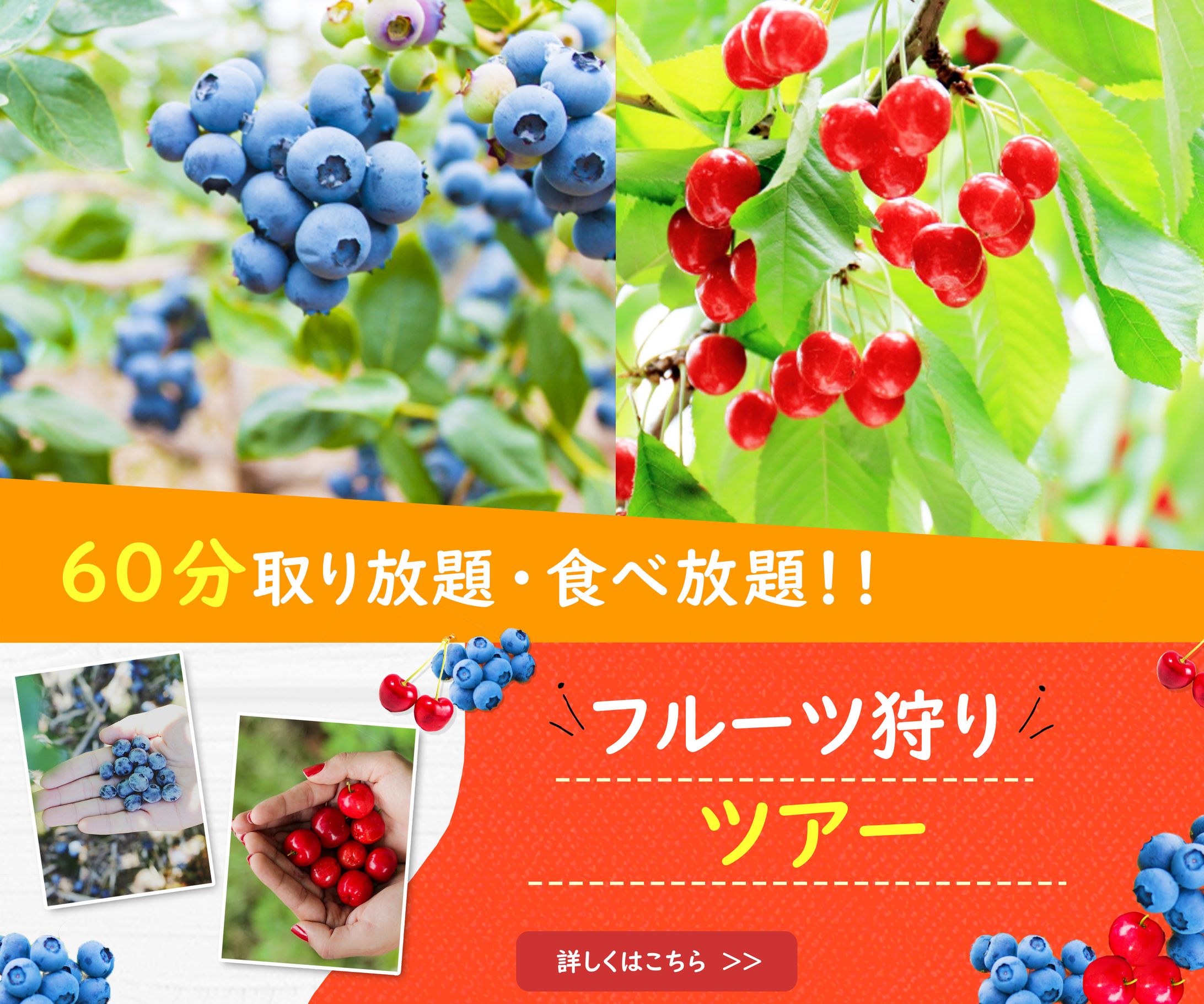 バナー　フルーツ狩り-1
