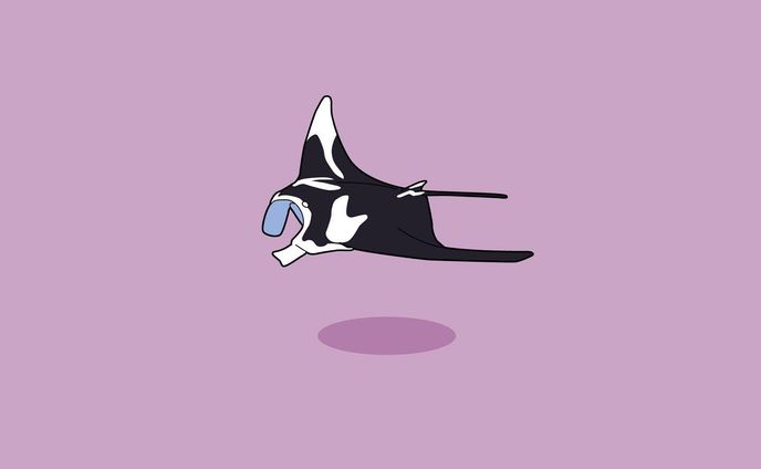 ナンヨウマンタ