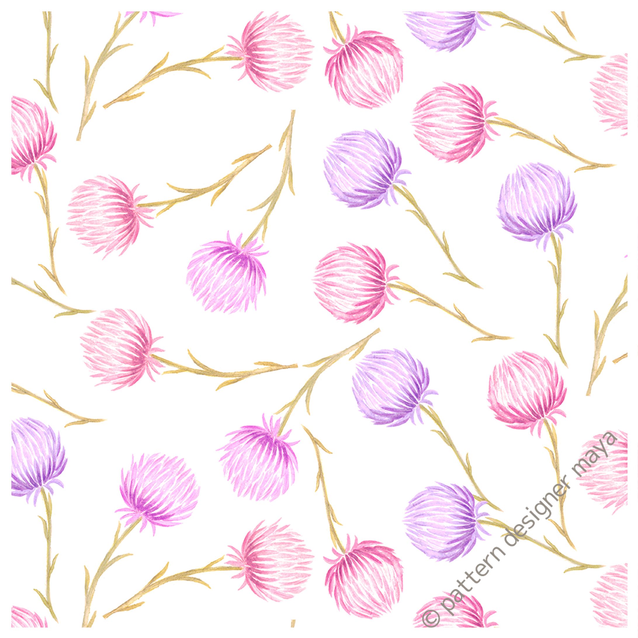 シルバーデージー-1