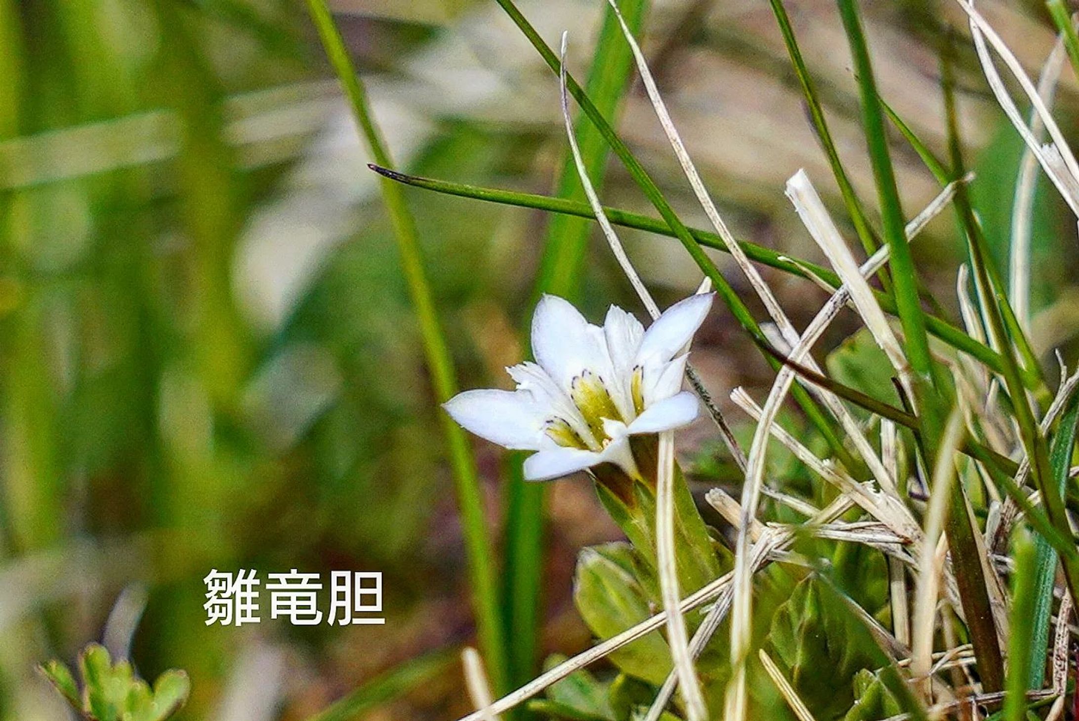 雛竜胆　hina rindo
Gentiana aquatica
altitude 2750m

#team_jp_flower
#flowerpic #flowermagic #flowerpassion #flowerpower #flowerbeauty #gardenflowers #flowerphotography #flowerphoto #flowerlife #flowerlove #flowerloversdaily #flowerlovers #naturephotography #naturepic #nature_perfection #nature_obsession #nature_brilliance #natureshots #kokohana
#flowers_super_pics #flowers_nirvana #山野草 #flower_daily #flower_shotz #flower_igers #flower_perfection
#nb_nature_brilliance
#花フレンド-1