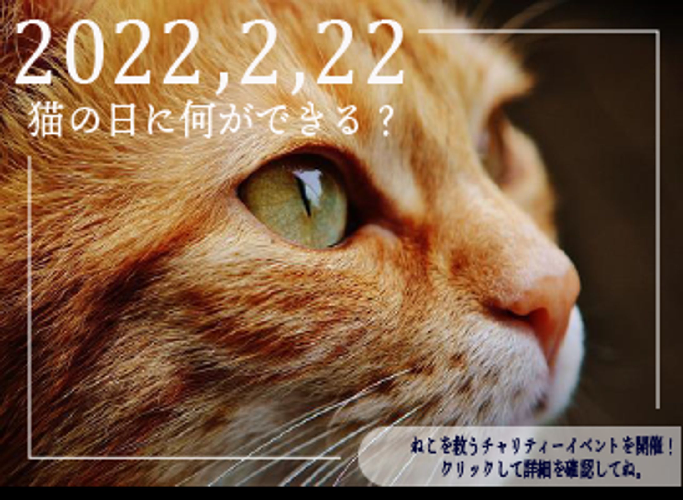 neko cafe events-1