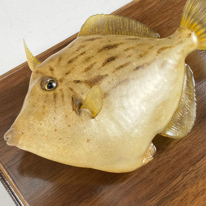 はるき 本物！カワセミのツガイ、剥製、美品 HANSA（ぬいぐるみ