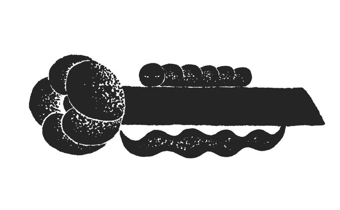 挿絵　花