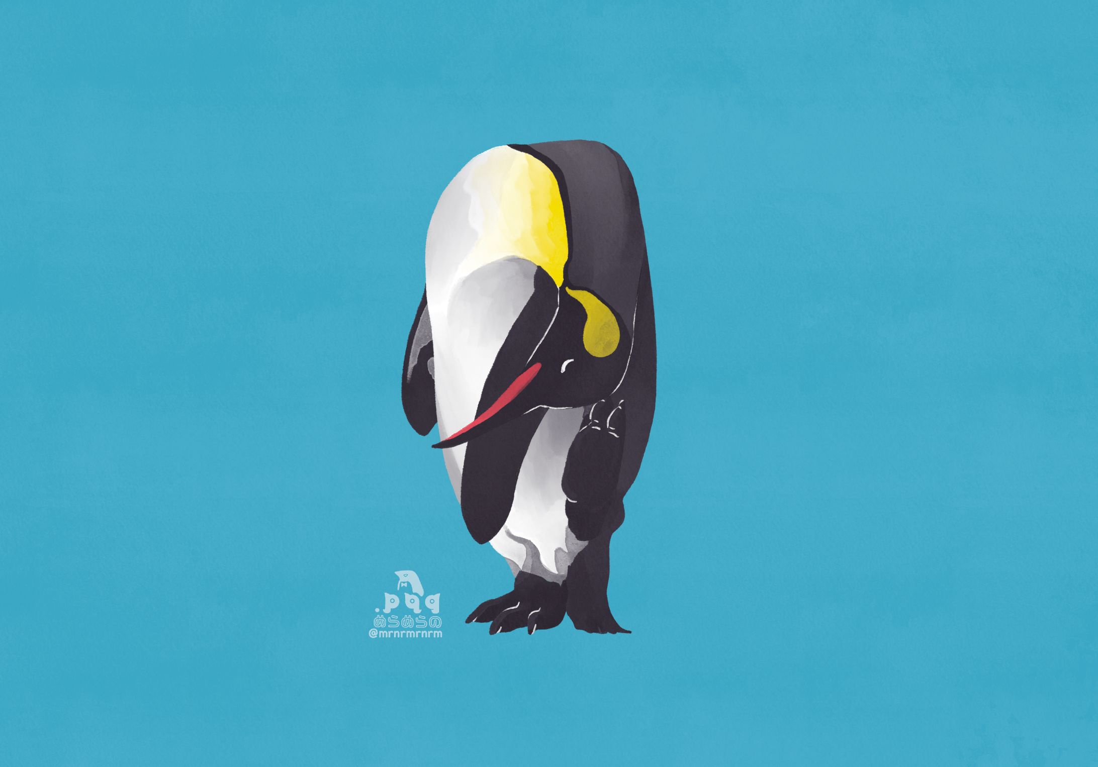 King penguin-1