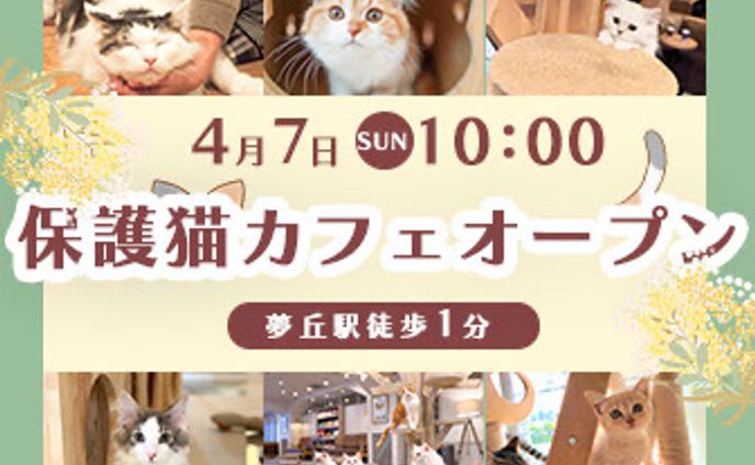 promotional image、保護猫カフェ
