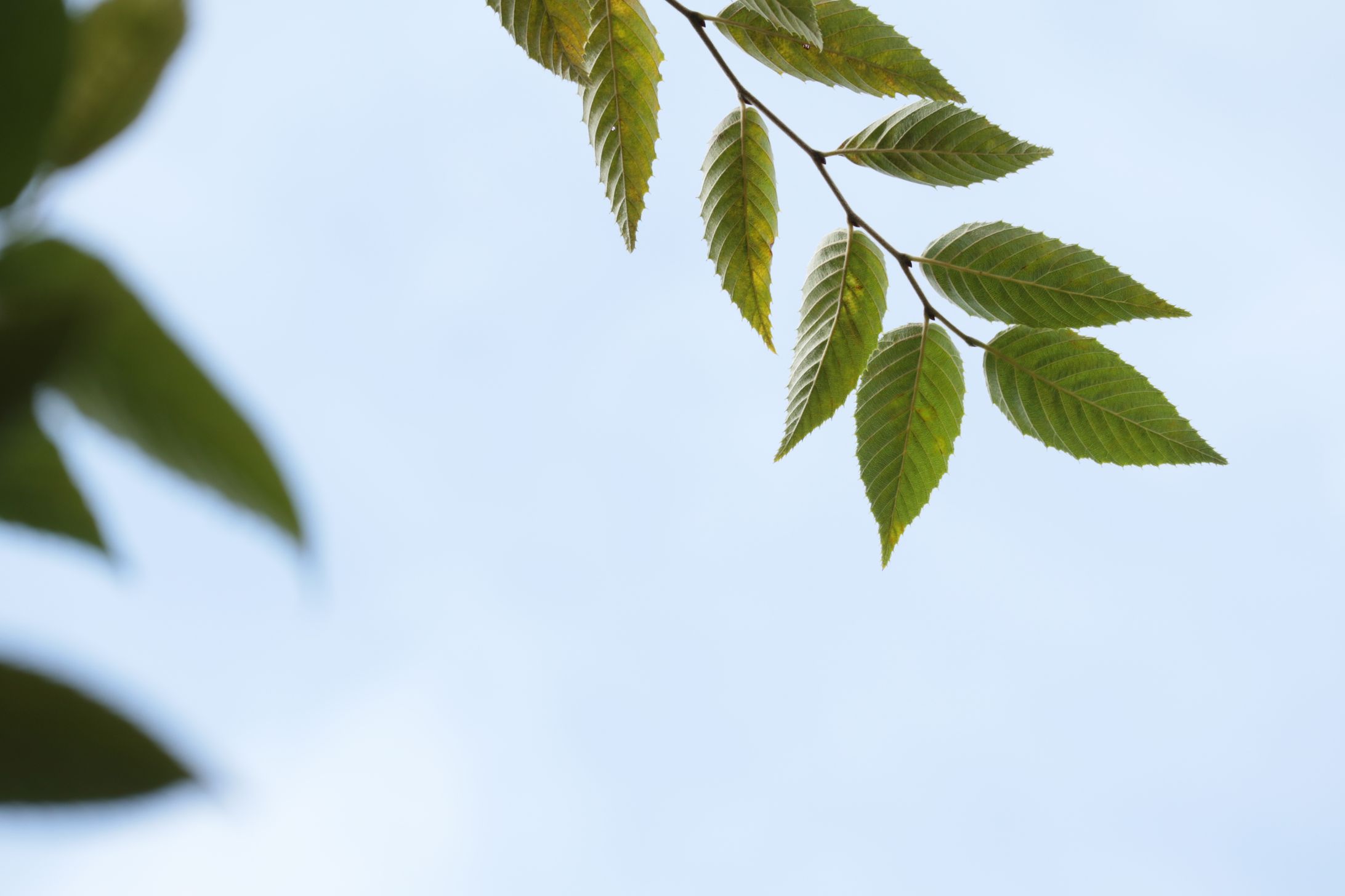 Looes leaf -1
