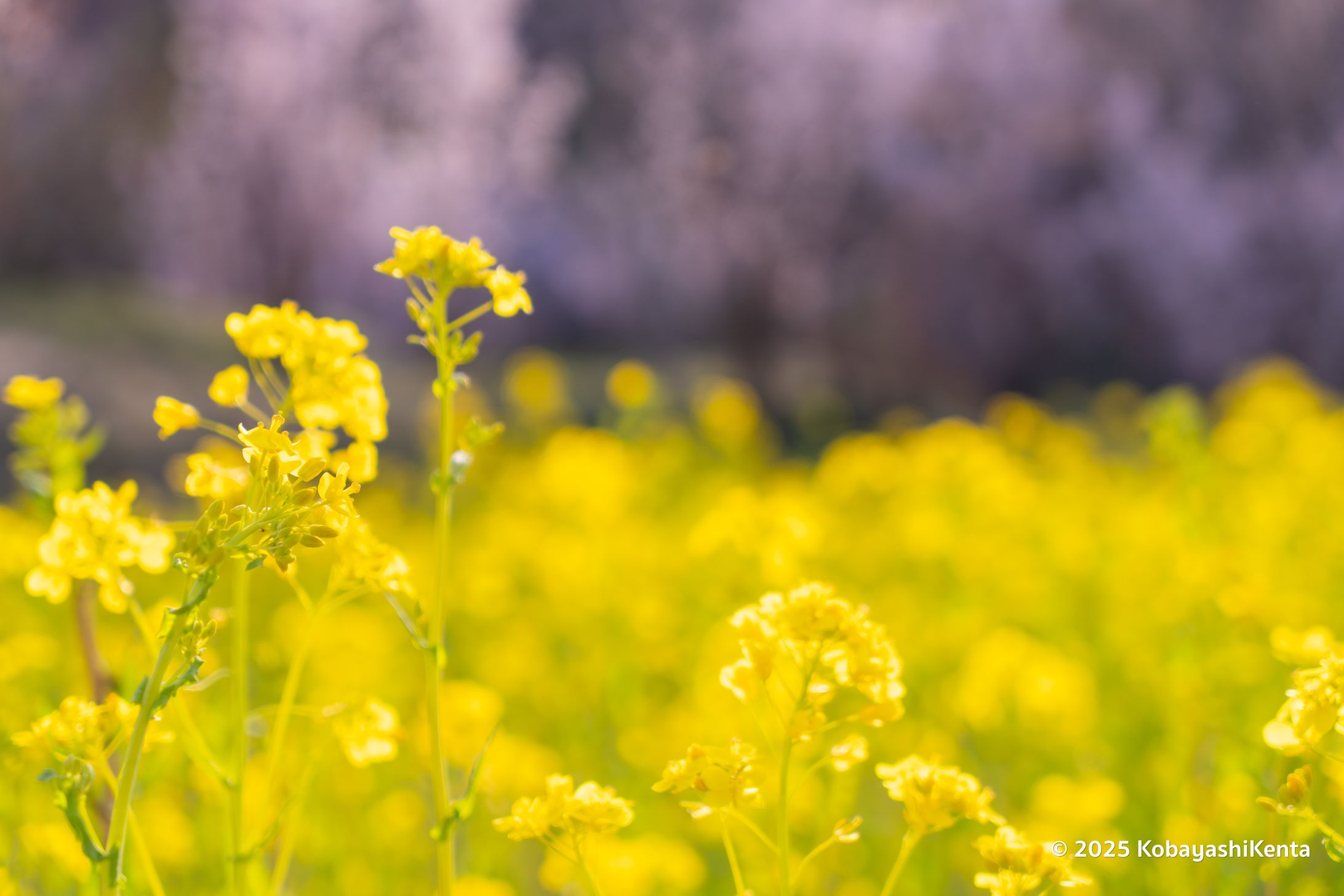 菜の花＠花見山-1