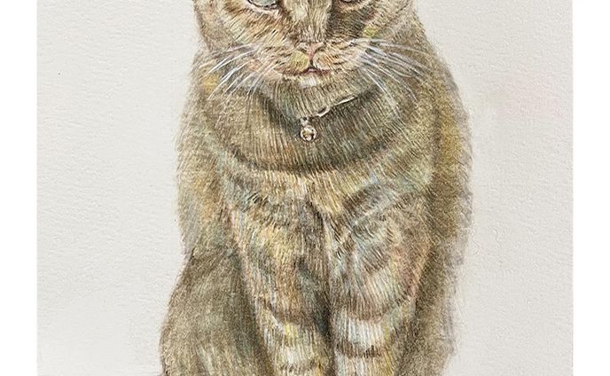 animal、ねこ