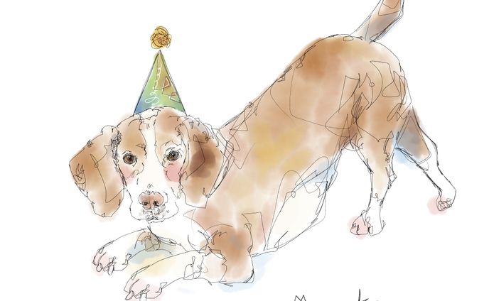 Beagle dog