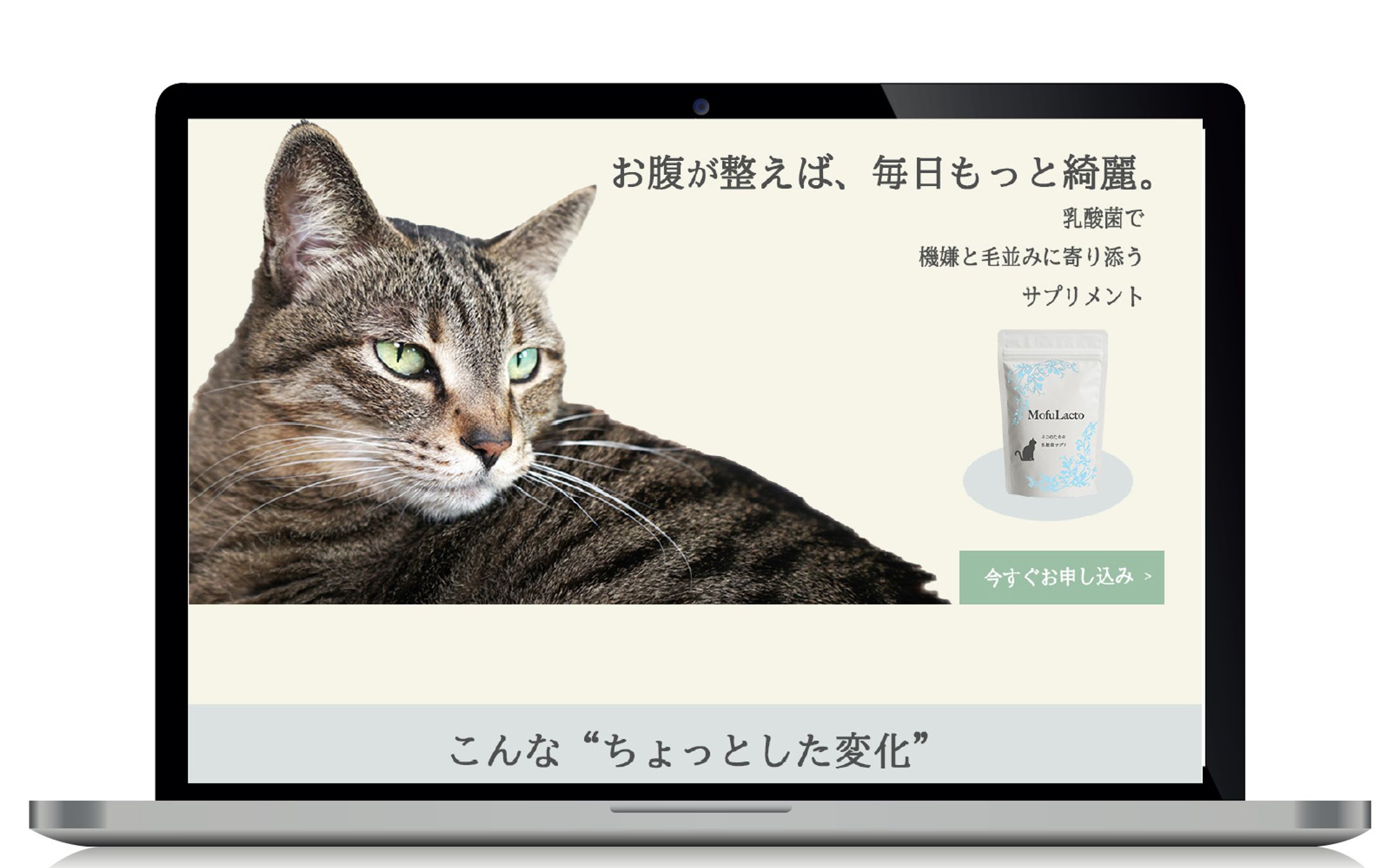 LP｜猫用サプリメント（架空案件）-1