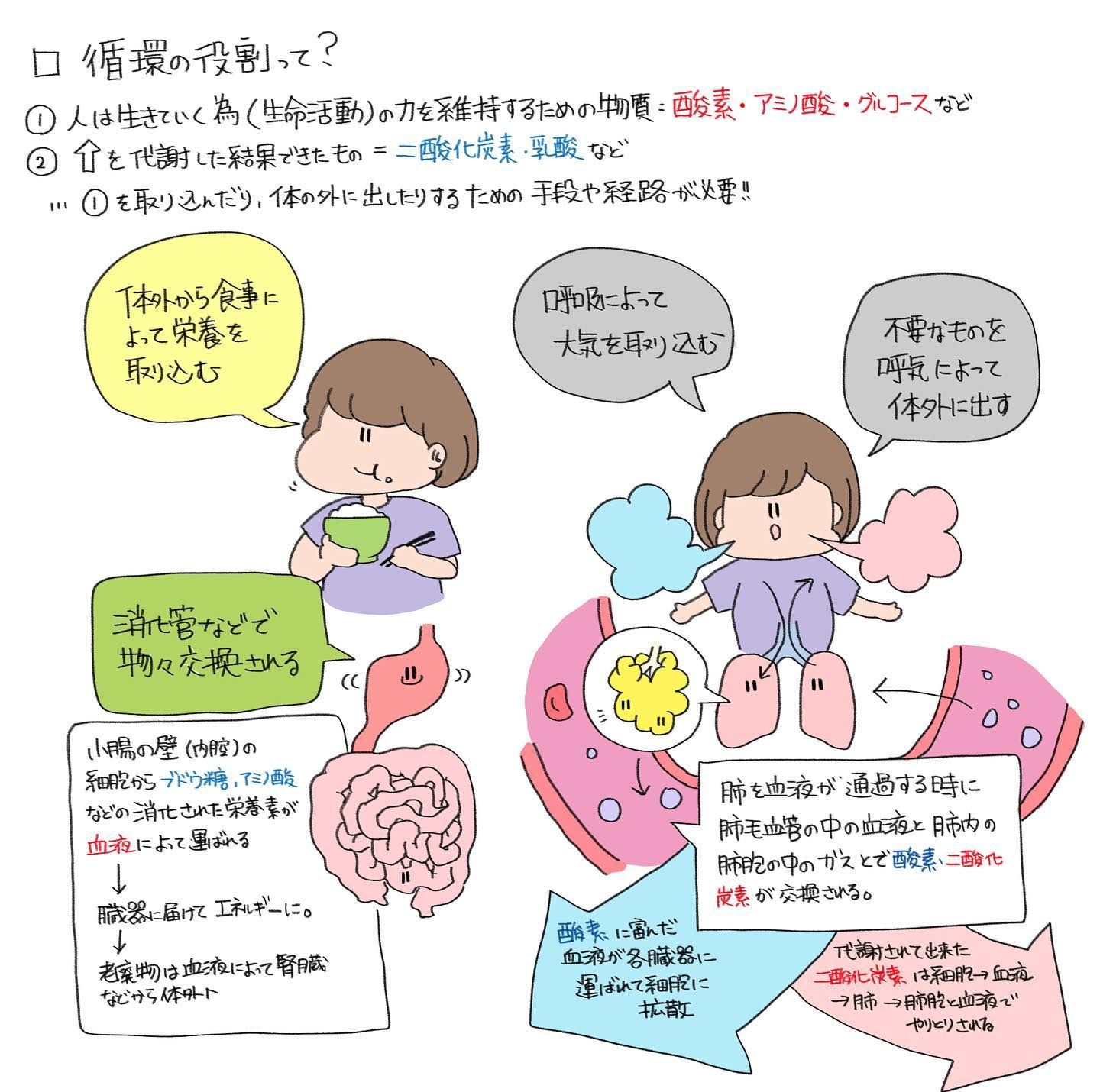 血液と心臓のはたらき | 家庭学習レシピ