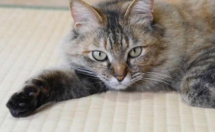 プログラマー、ダイエット