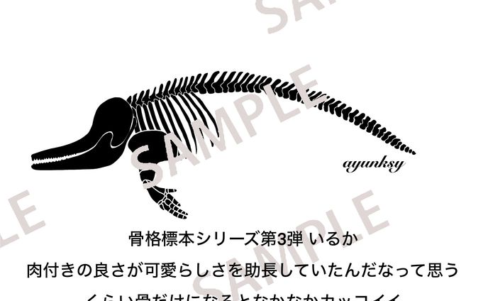 骨格標本｜いるいか