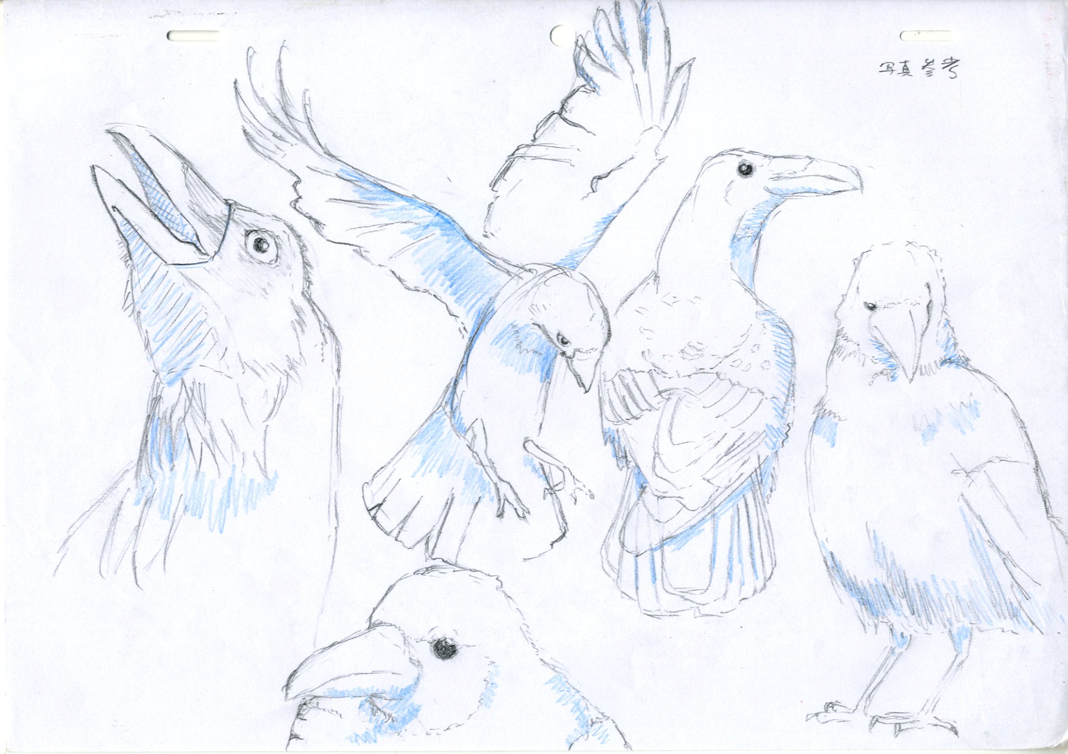 写真参考８（鳥）-1