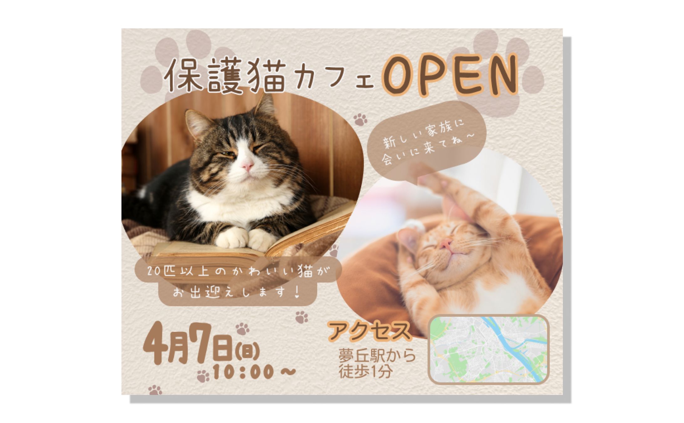 保護猫カフェ-1