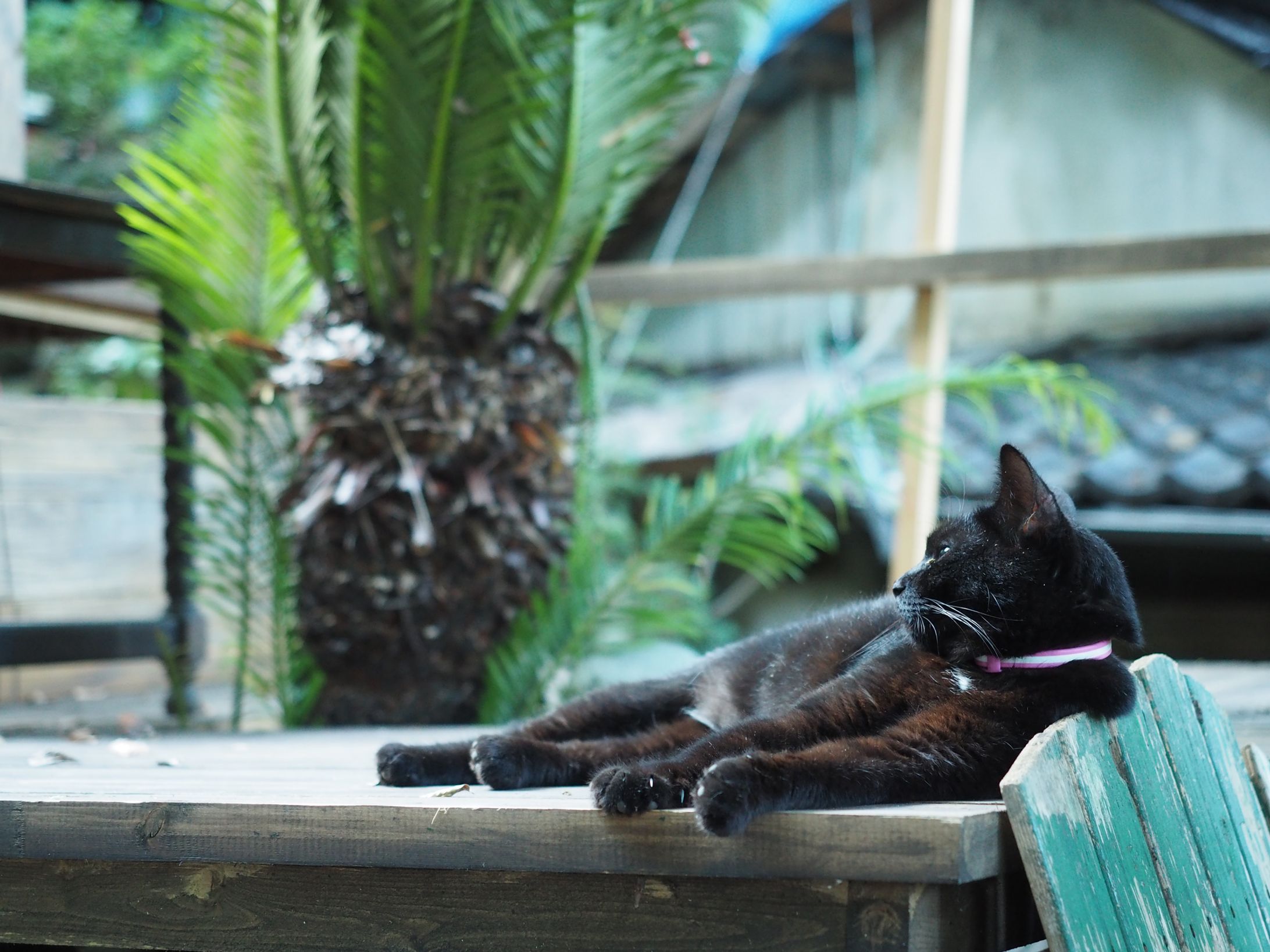 旅先で出会った猫-1