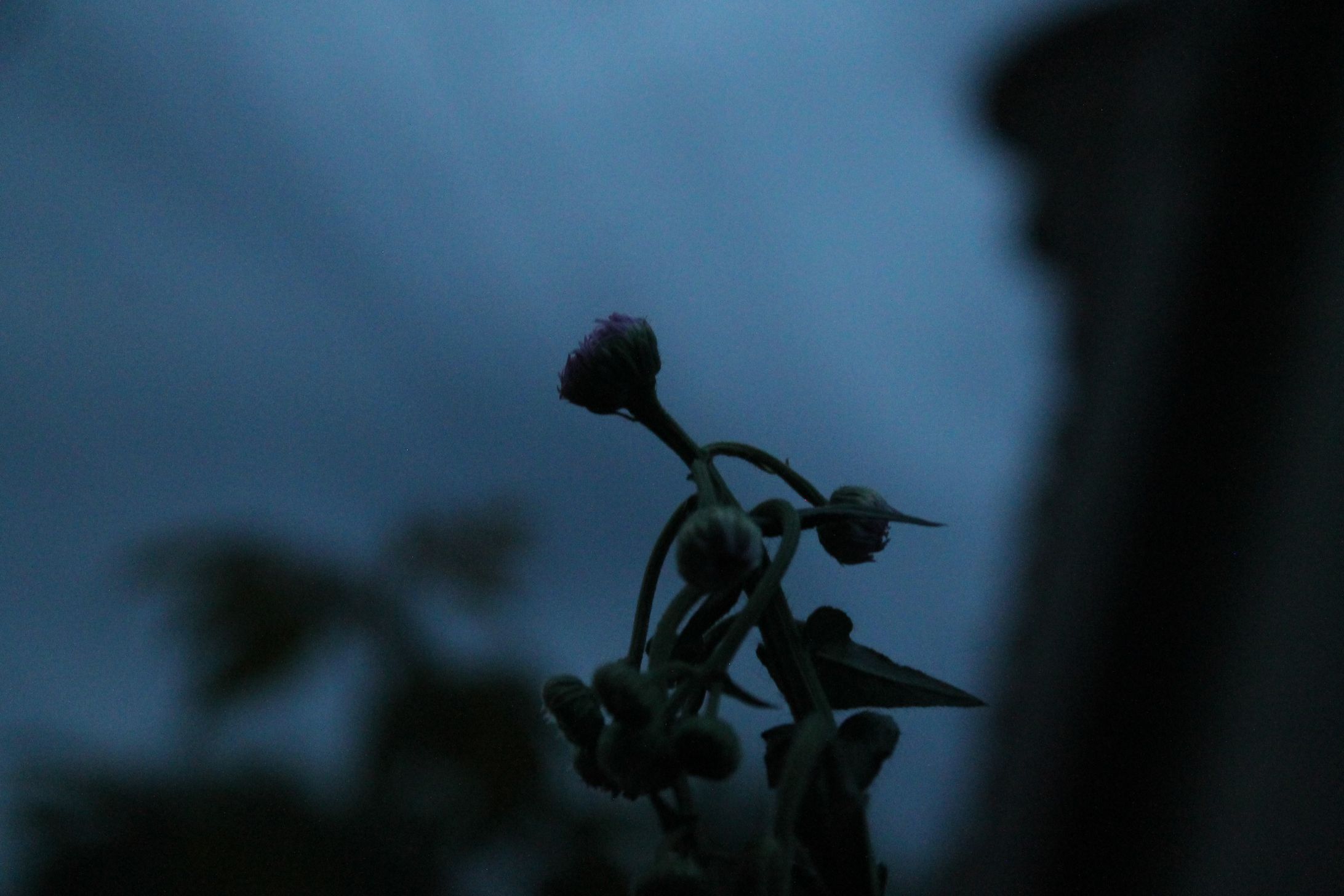 Assorted Outside Pictures-1