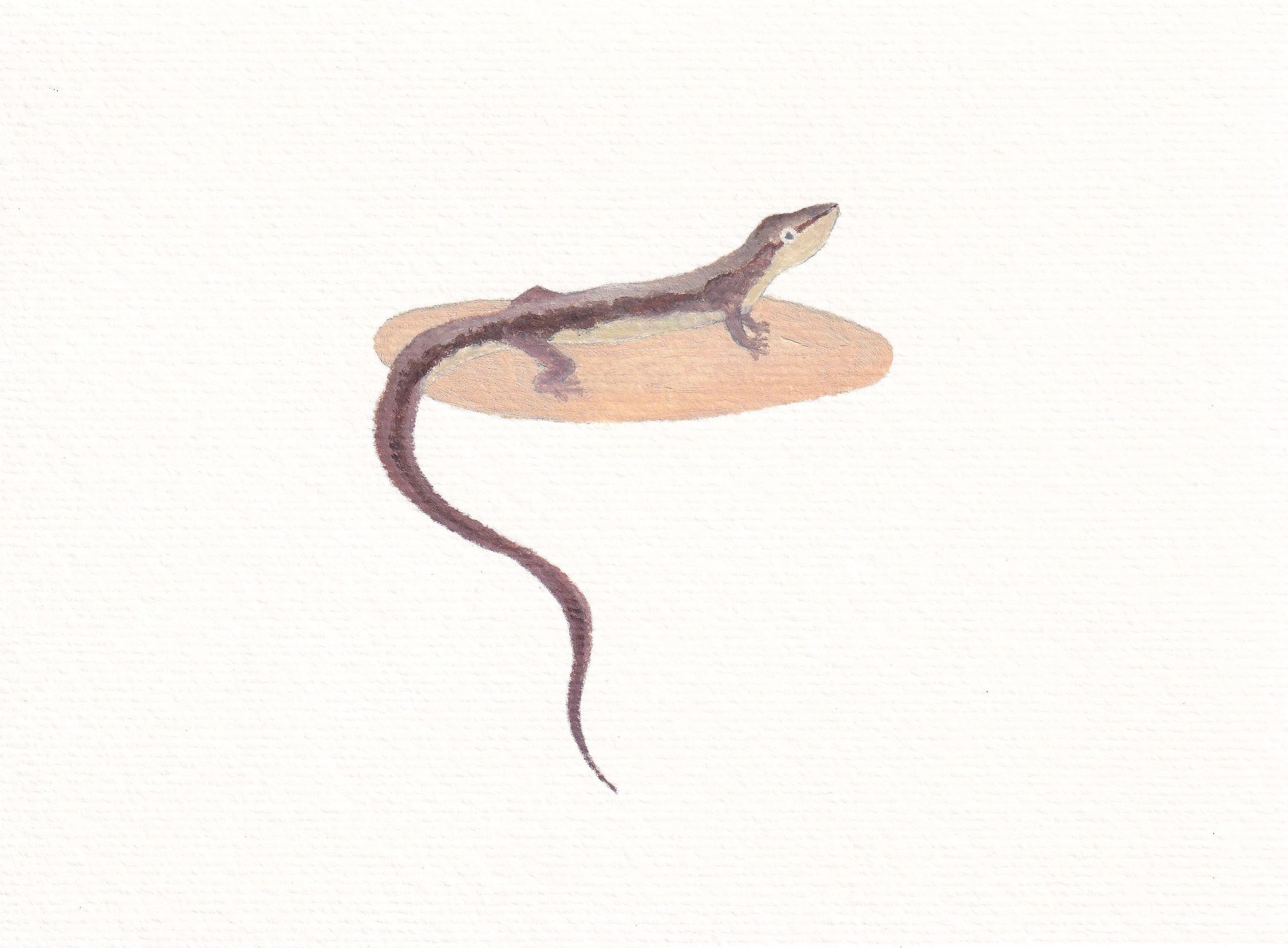 ニホンカナヘビ-1