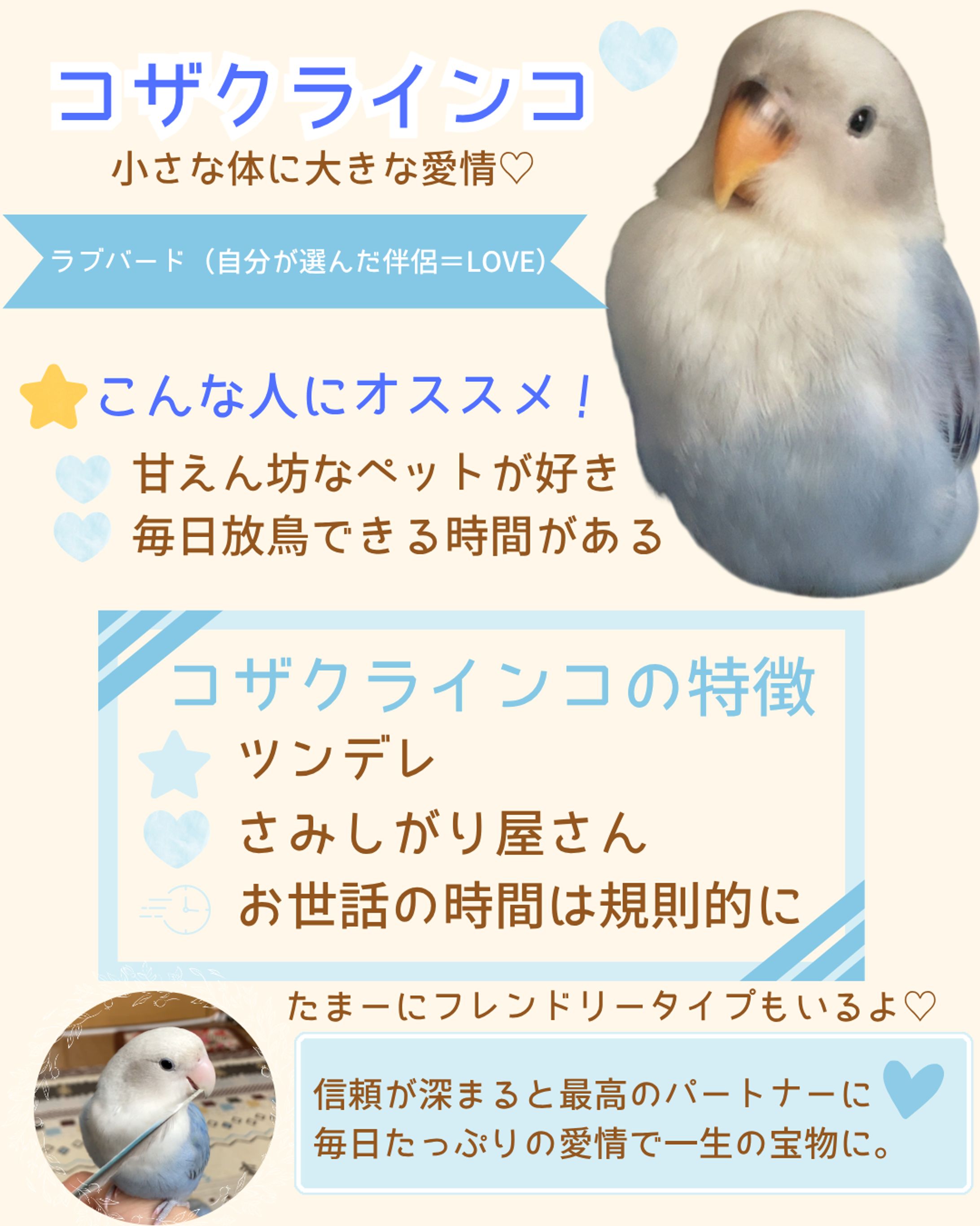 コザクラインコ 説明-1