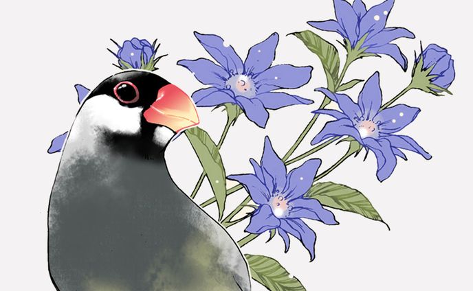文鳥