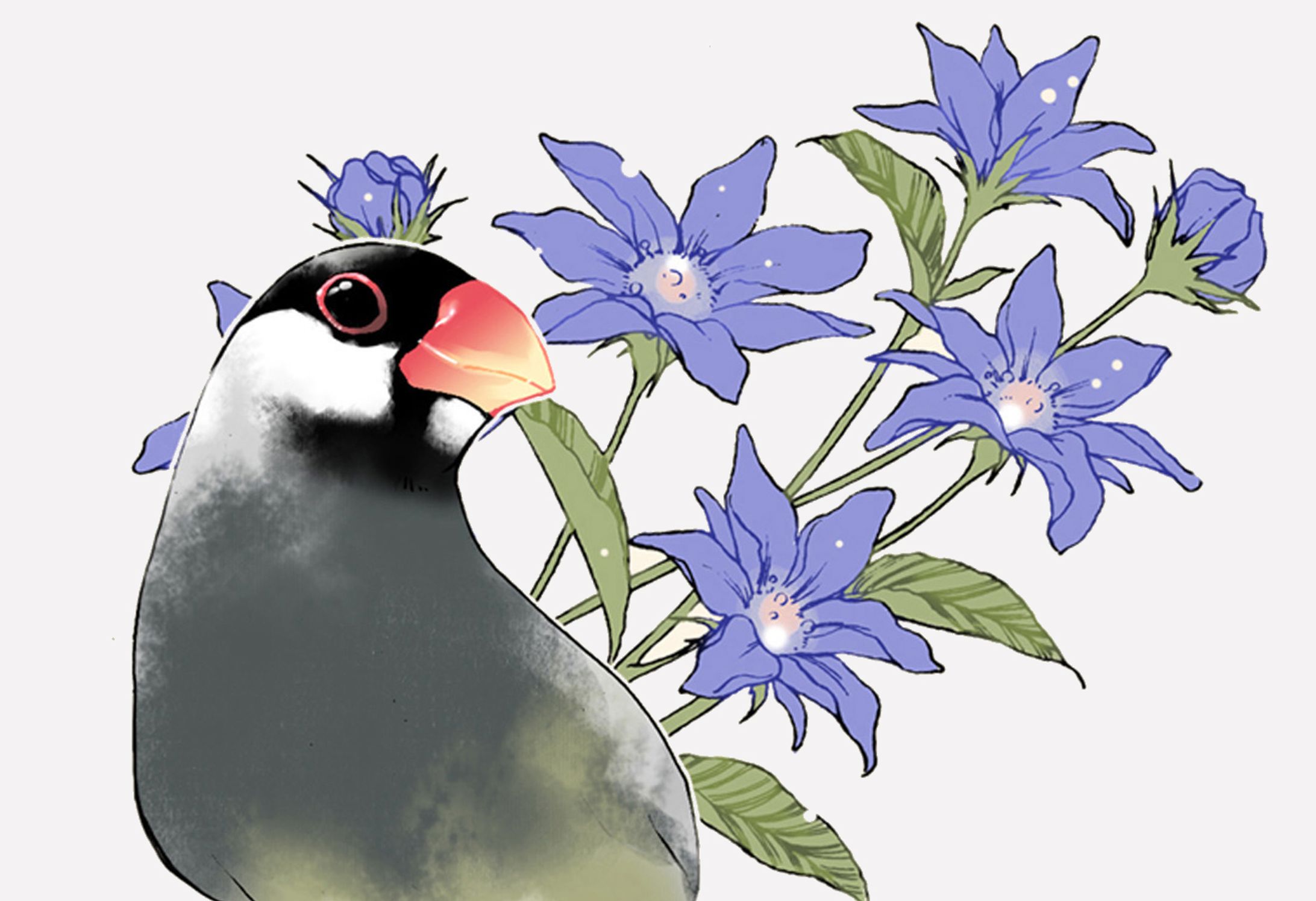 文鳥-1