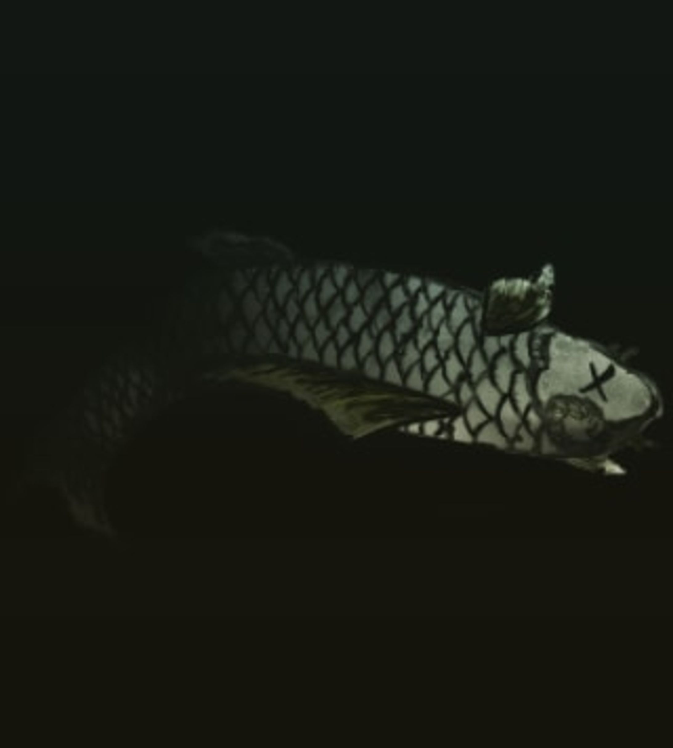 20210817. #バースセイバー 枯仇ちゃ被撃破の図。過去絵に、鱗や鰭を傷物にするなど手を入れました。#ごりごりごりっと芯減らし訓練 #originalcharacter　#ARTISULd16pro #clipstudiopaintpro #一次創作 
#amateurillustration #digitalillustration-1