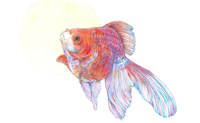 金魚