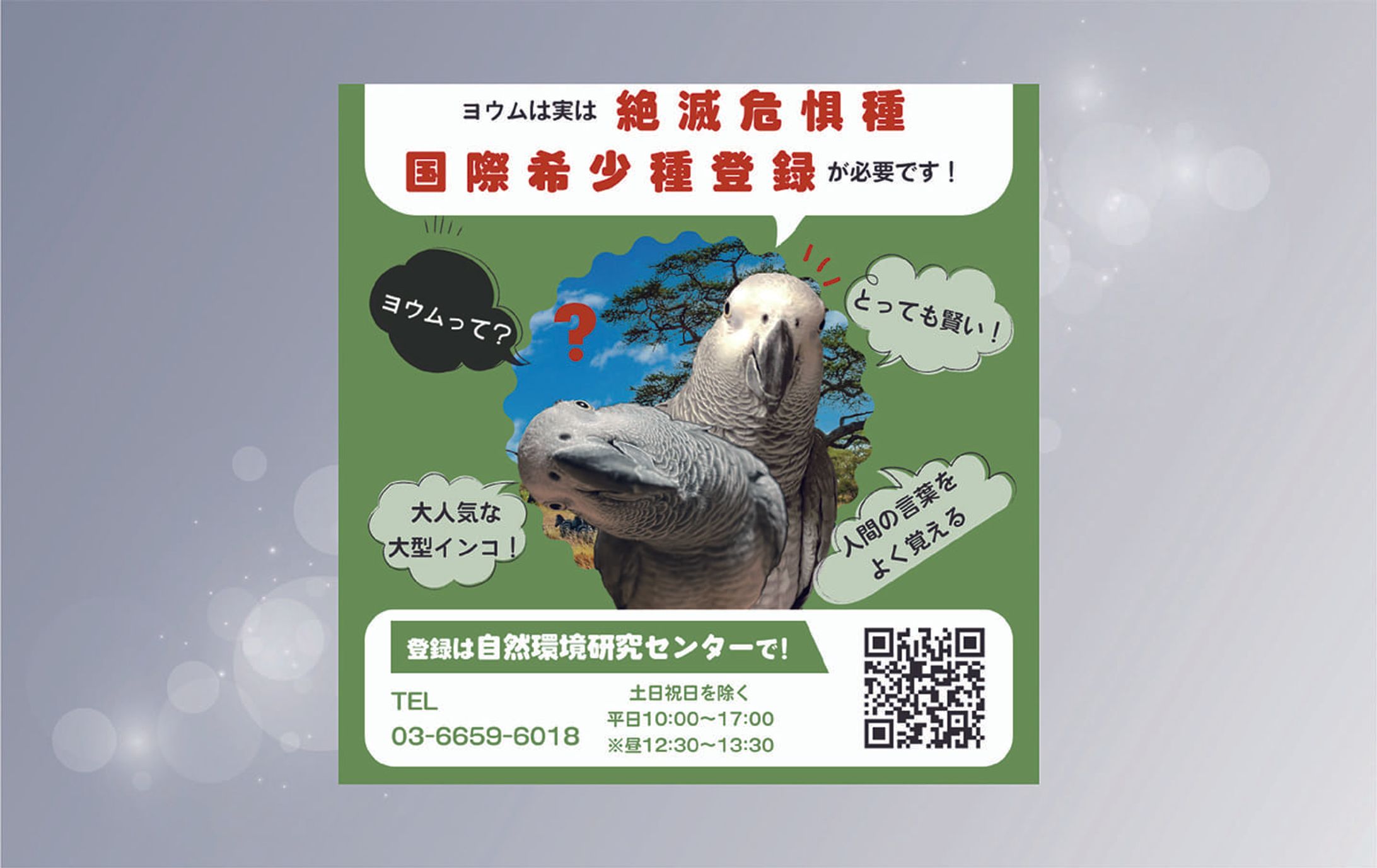 【バナー】ヨウム　国際希少種登録-1