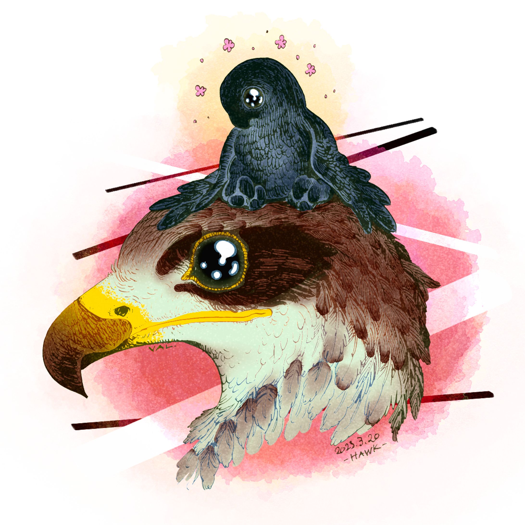 Big and Small Hawks / colored-1