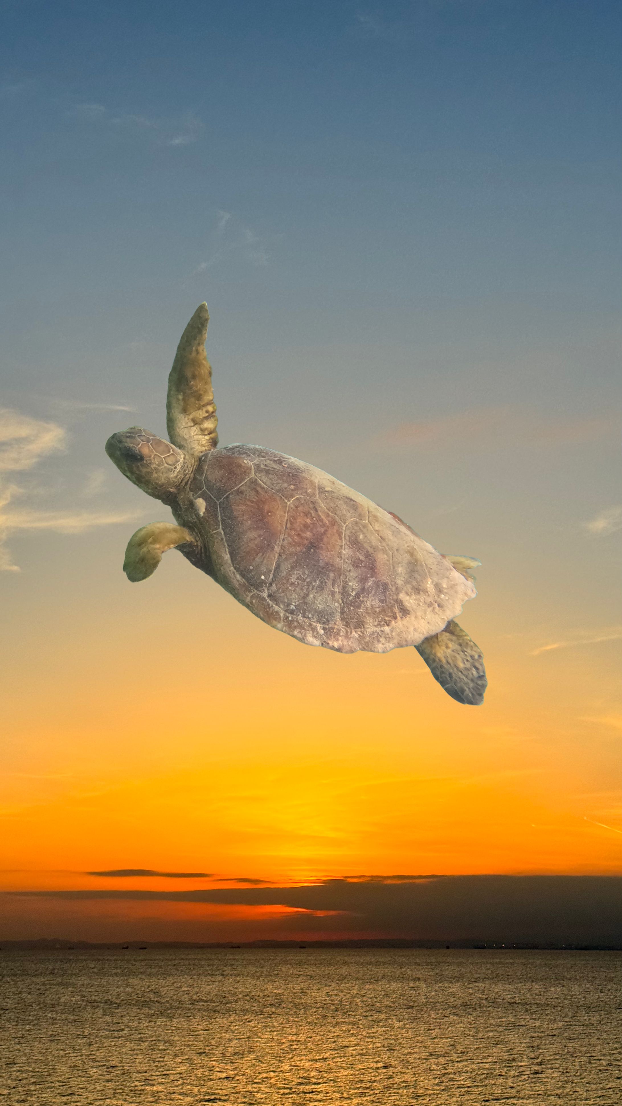 夕日に向かう亀-1