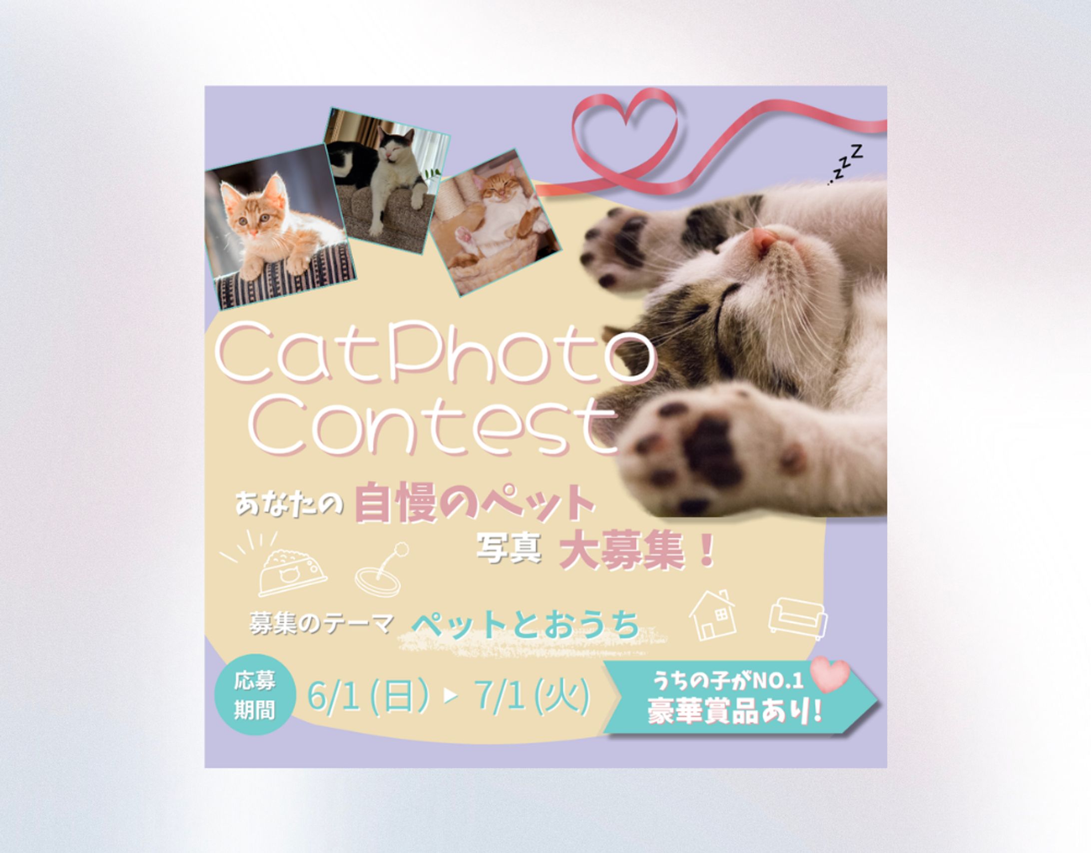 Cat Photo Contest-1